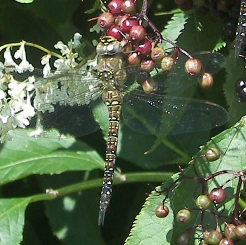 Image Image